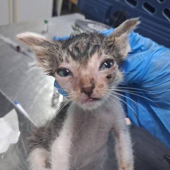 Kalispell -  Domestic Short Hair Cat for Adoption in Summerville, South Carolina - Kalispell | PetCurious