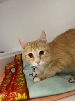 Amber -  Domestic Short Hair Cat for Adoption in Hayward, Wisconsin - Amber | PetCurious