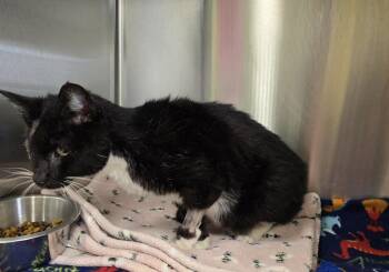 Goose -  Domestic Short Hair Cat for Adoption in Dickson, Tennessee - Goose | PetCurious