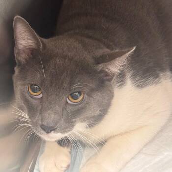 Oliver -  Domestic Short Hair Cat for Adoption in Clearwater, Florida - Oliver | PetCurious