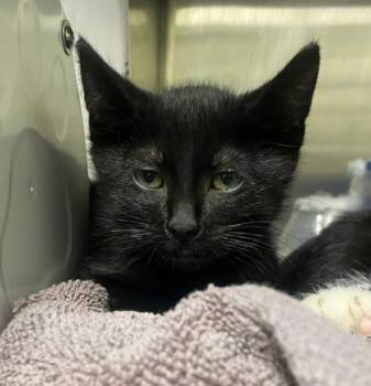 Grumpy Cat Face -  Domestic Short Hair Cat for Adoption in Hobart, Indiana - Grumpy Cat Face | PetCurious