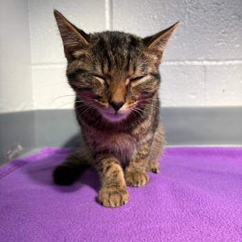 (Found) Lincoln -  Domestic Short Hair Cat for Adoption in Cabot, Arkansas - (Found) Lincoln | PetCurious