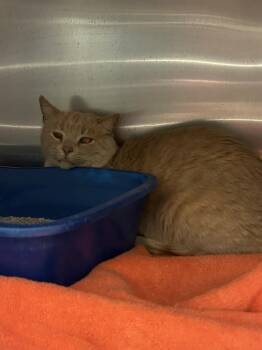 Domestic Short Hair Cats Available for Adoption - Tommy | PetCurious