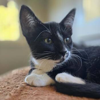 Godfrey gato -  Domestic Short Hair Cat for Adoption in Veneta, Oregon - Godfrey Gato | PetCurious