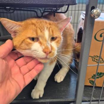 Domestic Short Hair Cats Available for Adoption in Edwardsville, Illinois - Alastor | PetCurious