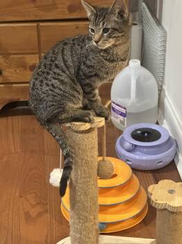 Apple -  Domestic Short Hair Cat for Adoption in Holmdel, New Jersey - Apple | PetCurious