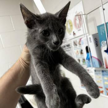 Domestic Medium Hair Cats Available for Adoption in Birmingham, Alabama - Madame Butterfly | PetCurious