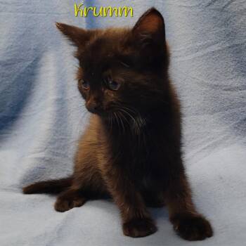 Domestic Short Hair Cats Available for Adoption in Parkersburg, West Virginia - Krumm | PetCurious