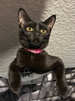 Rescue Domestic Short Hair Cats for Adoption in West Chester, Pennsylvania - Clara | PetCurious