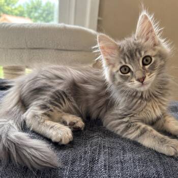 Tinkerbell - available early August -  Domestic Long Hair and Ragdoll Cat for Adoption in Houston, Texas - Tinkerbell - Available Early August | PetCurious