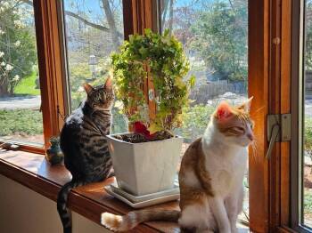 *Superfly (bonded with Cupcake) -  Domestic Short Hair Cat for Adoption in Hudson, New Hampshire - *Superfly (bonded With Cupcake) | PetCurious