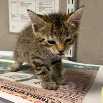 Tucson -  Domestic Short Hair Cat for Adoption in Yuma, Arizona - Tucson | PetCurious