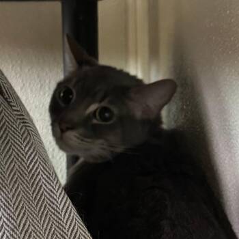 Davey -  Domestic Short Hair Cat Available for Adoption in Lakewood, Colorado - Davey | PetCurious
