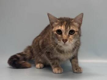 Jade -  Domestic Long Hair and Domestic Short Hair Cat for Adoption in Golden Valley, Minnesota - Jade | PetCurious