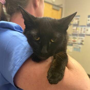 Dolly 060404U -  Domestic Short Hair Cat for Adoption in Tupelo, Mississippi - Dolly 060404U | PetCurious