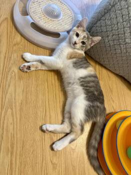 Bee -  Calico Cat for Adoption in Vancouver, Washington - Bee | PetCurious