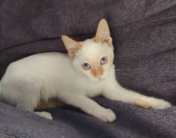 Saffron the Flame Point Siamese -  Domestic Short Hair and Siamese Cat for Adoption in Oviedo, Florida - Saffron The Flame Point Siamese | PetCurious