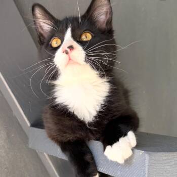 Pierce -  Domestic Short Hair Cat for Adoption in Yucca Valley, California - Pierce | PetCurious