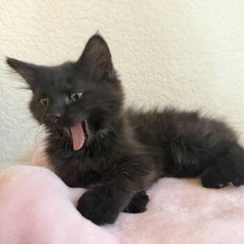 Serena -  Domestic Medium Hair Cat for Adoption in Moses Lake, Washington - Serena | PetCurious
