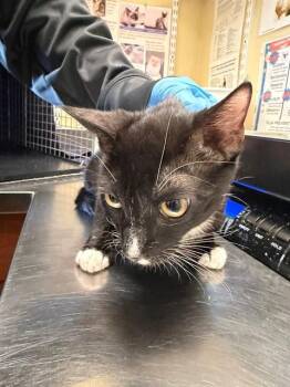 Domestic Short Hair Cats Available for Adoption in Fort Myers, Florida - DALE | PetCurious