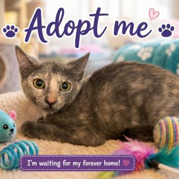 Kyla -  Dilute Tortoiseshell and Domestic Short Hair Cat for Adoption in Antioch, California - Kyla | PetCurious
