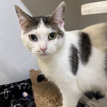 Mina -  Domestic Short Hair Cat for Adoption in Dearborn, Michigan - Mina | PetCurious