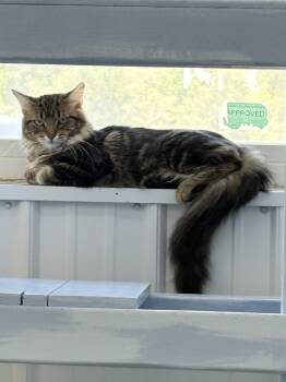 Bear -  Domestic Long Hair Cat for Adoption in Big Rapids, Michigan - Bear | PetCurious