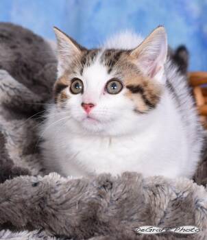 Domestic Medium Hair Cats Available for Adoption in Pittsboro, North Carolina - Winnie | PetCurious
