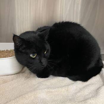Bombay Cats Available for Adoption in Port Charlotte, Florida - Savage | PetCurious