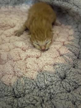 Domestic Short Hair Cats Available for Adoption in Corpus Christi, Texas - Clementine | PetCurious