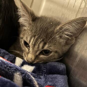 India -  Domestic Short Hair Cat for Adoption in Bentonville, Arkansas - India | PetCurious