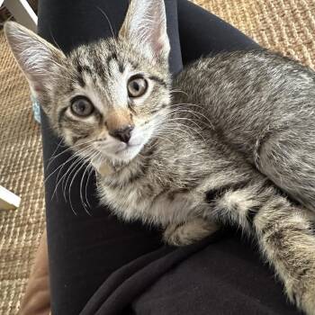 Avril -  Domestic Short Hair Cat for Adoption in Normal, Illinois - Avril | PetCurious