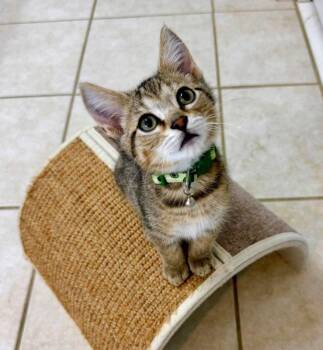 Ned -  Tabby Cat for Adoption in Knoxville, Tennessee - Ned | PetCurious