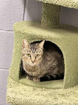 Rescue Domestic Short Hair Cats for Adoption in Pegram, Tennessee - TABLE SAW | PetCurious
