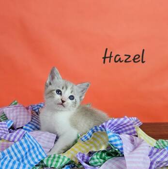 Hazel -  Snowshoe Cat for Adoption in San Jacinto, California - Hazel | PetCurious