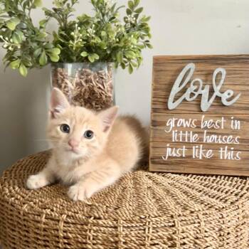 Carlos* -  Domestic Short Hair Cat for Adoption in San Gabriel, California - Carlos* | PetCurious