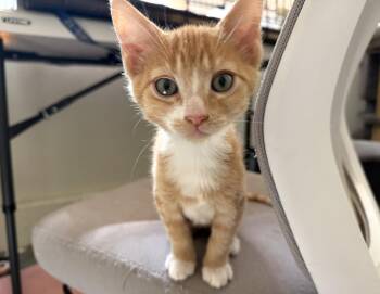 Radar -  Domestic Short Hair Cat for Adoption in Sonora, California - Radar | PetCurious