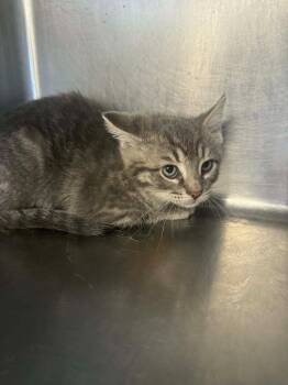 Domestic Short Hair Cats Available for Adoption in Marion, Ohio - Rio | PetCurious
