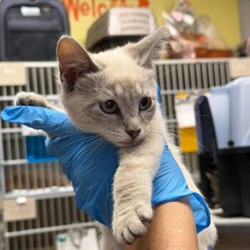 Chai -  Domestic Short Hair Cat for Adoption in Buffalo, New York - Chai | PetCurious