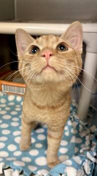 Baloo -  Domestic Short Hair Cat for Adoption in Lafayette, Indiana - Baloo | PetCurious