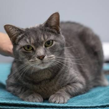 Annie -  Domestic Short Hair Cat for Adoption in Richland Center, Wisconsin - Annie | PetCurious