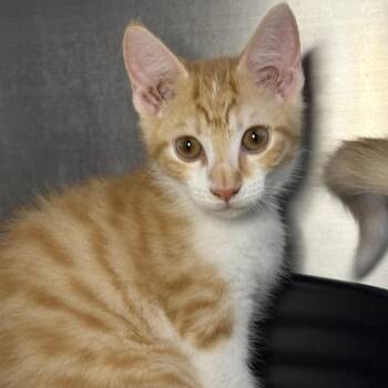 Papaya -  Domestic Medium Hair Cat for Adoption in Asheville, North Carolina - Papaya | PetCurious