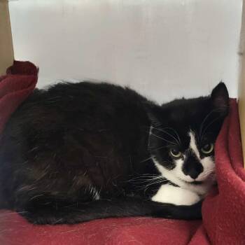 Rescue Domestic Short Hair Cats for Adoption in Gladstone, Oregon - Star | PetCurious