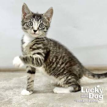 Domestic Short Hair Cats Available for Adoption in Washington, District Of Columbia - Livia | PetCurious