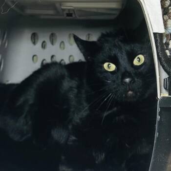 Domestic Short Hair Cats Available for Adoption - To-ku | PetCurious