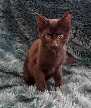 JEFFREY - BOTTLE BABY CUDDLER LOOKING FOR A SPECIAL HOME -  Domestic Short Hair Cat for Adoption in Plano, Texas - JEFFREY - BOTTLE BABY CUDDLER LOOKING FOR A SPECIAL HOME | PetCurious