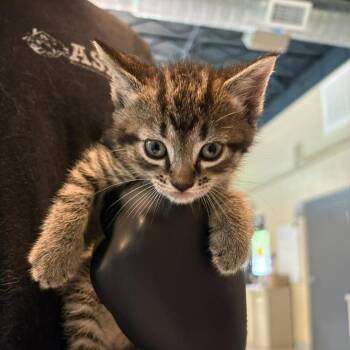 Domestic Short Hair Cats Available for Adoption in Huntington, West Virginia - Grape | PetCurious