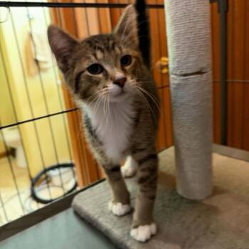 Louis Vuitton -  Domestic Short Hair Cat for Adoption in Blaine, Minnesota - Louis Vuitton | PetCurious
