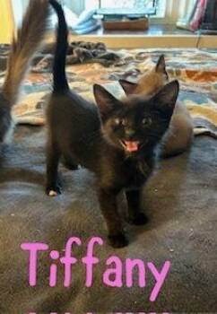 Tiffany -  Domestic Short Hair Cat for Adoption in Ruskin, Florida - Tiffany | PetCurious