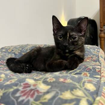 Jan -  Domestic Short Hair Cat for Adoption in Richmond, Virginia - Jan | PetCurious